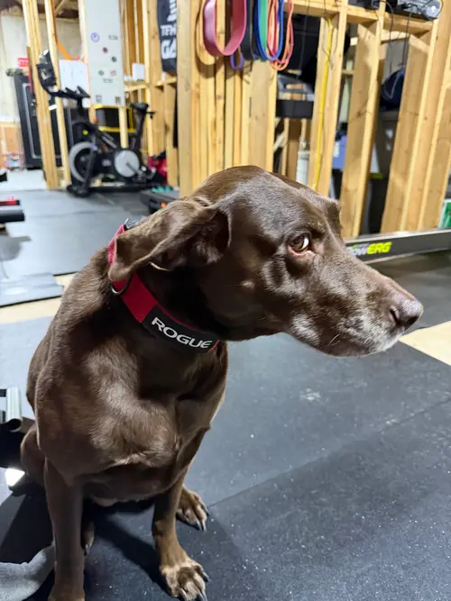 Image for Dungeon of Gains